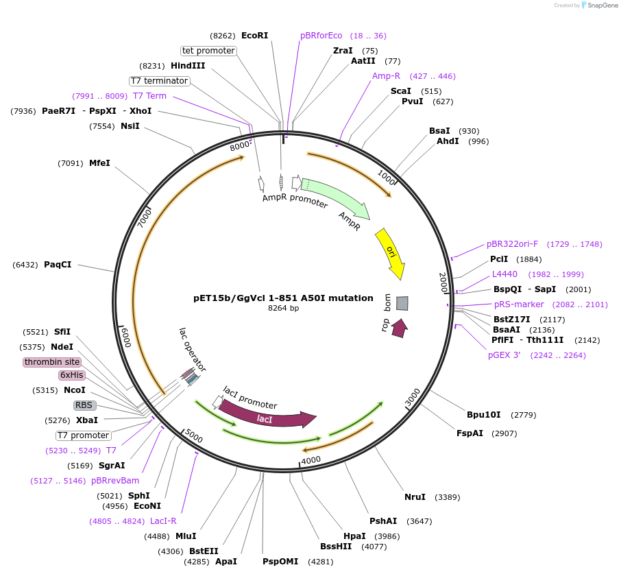 46174-plasmid-map-sequence-id-65065