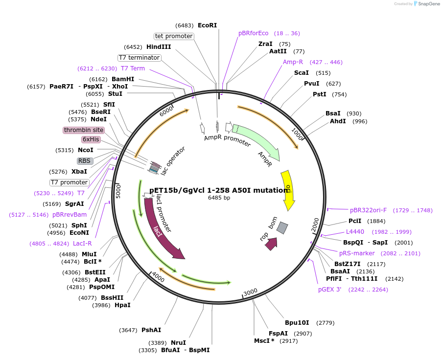 46175-plasmid-map-sequence-id-65068