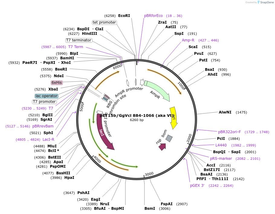 46176-plasmid-map-sequence-id-65070