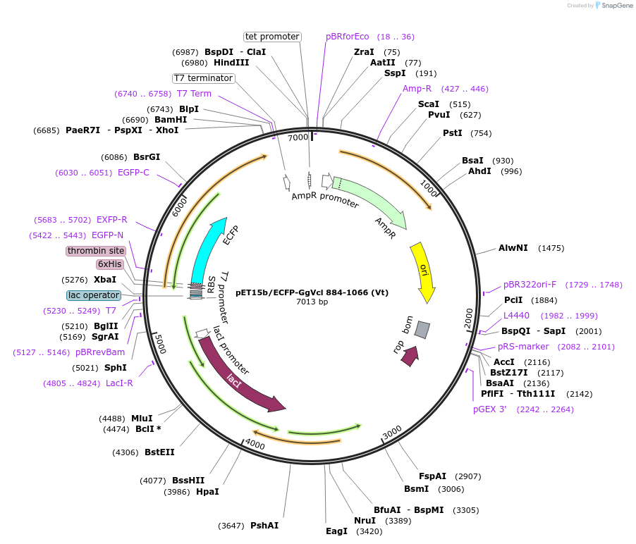46180-plasmid-map-sequence-id-65077