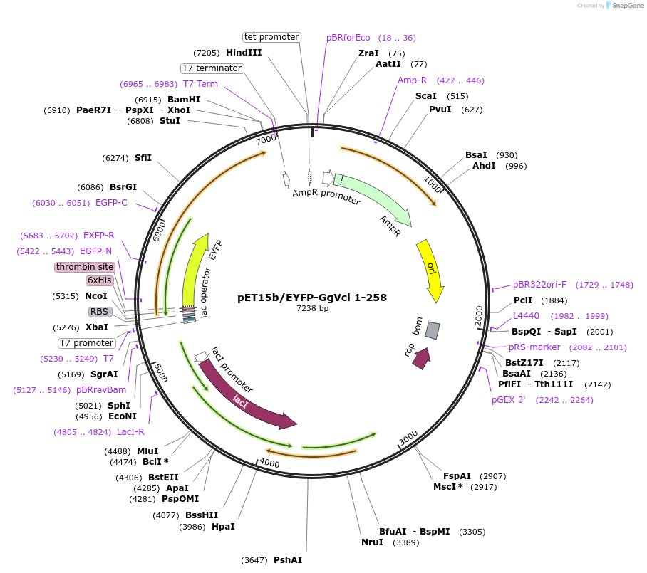 46263-plasmid-map-sequence-id-65133