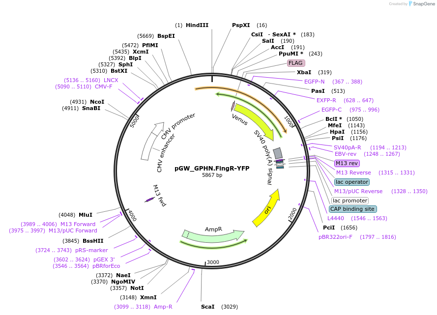 46298-plasmid-map-sequence-id-65200
