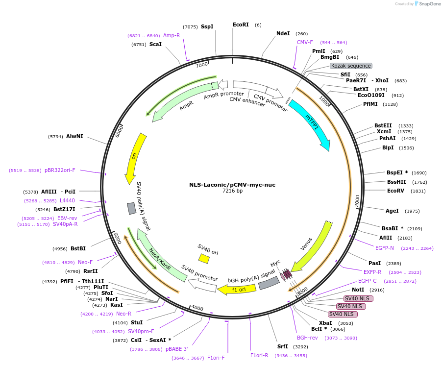 46307-plasmid-map-sequence-id-65245