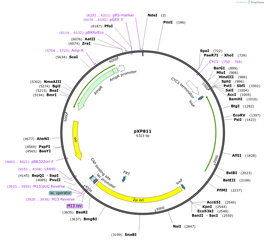 46061-plasmid-map-sequence-id-65289