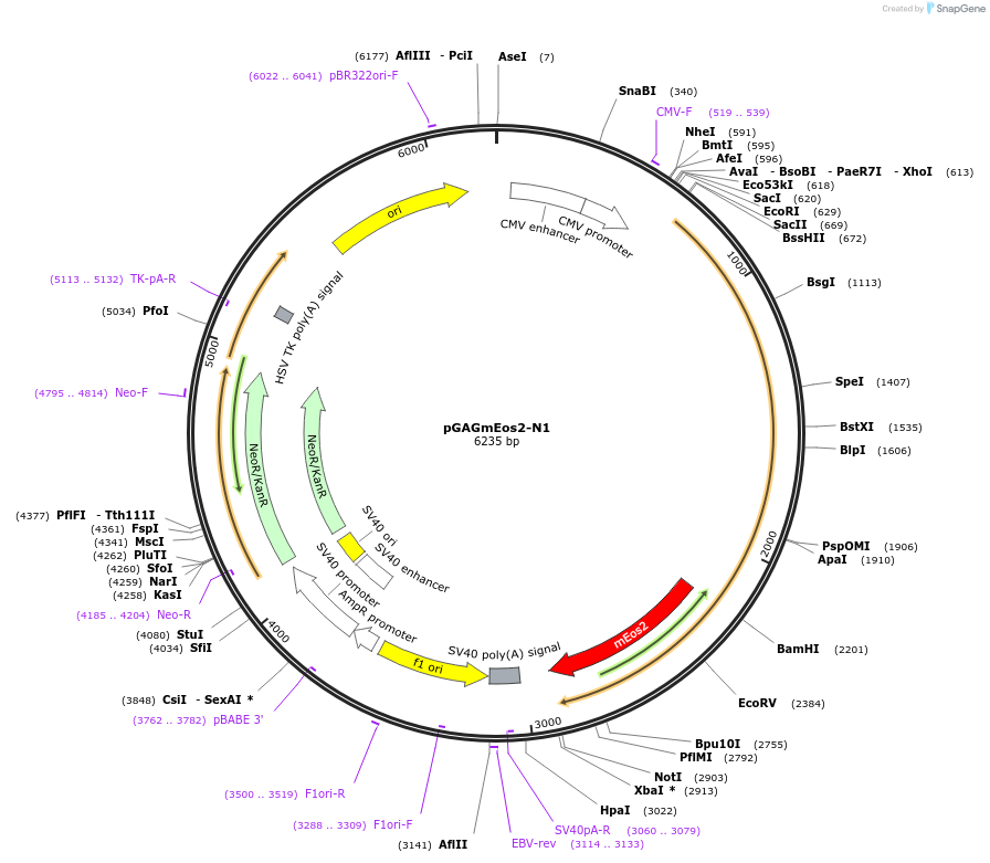 46372-plasmid-map-sequence-id-65368
