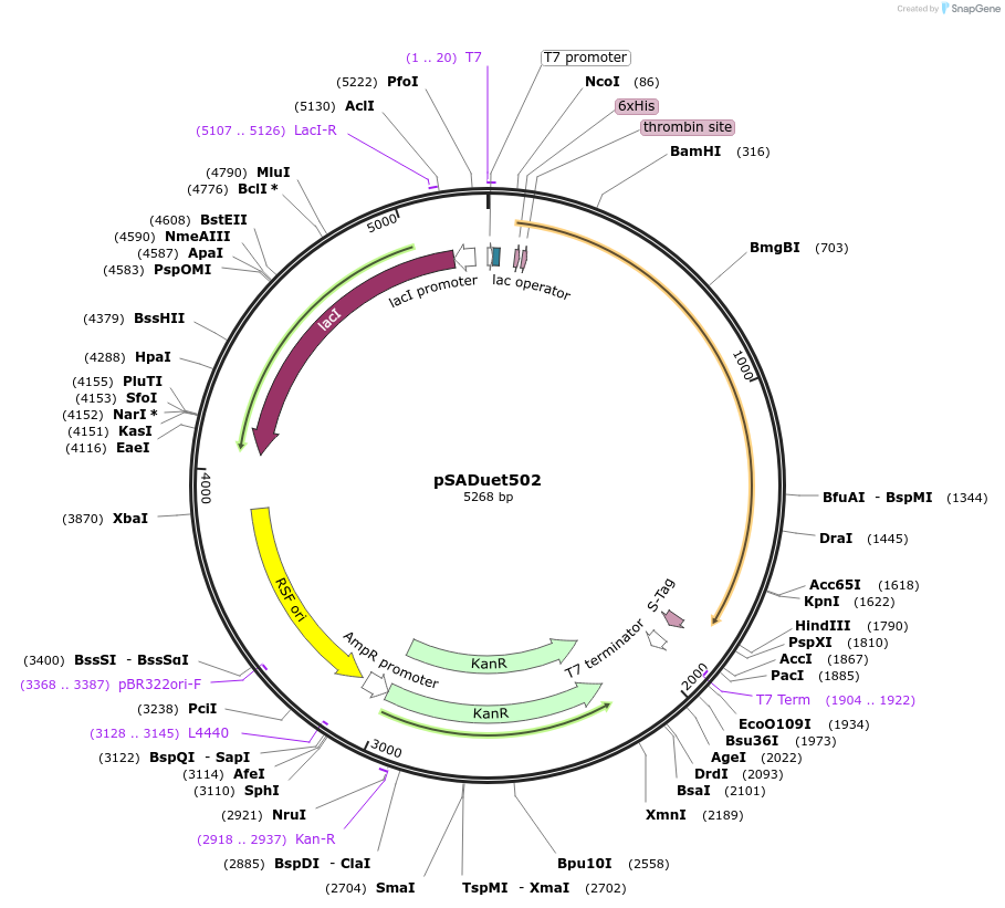 46373-plasmid-map-sequence-id-65385