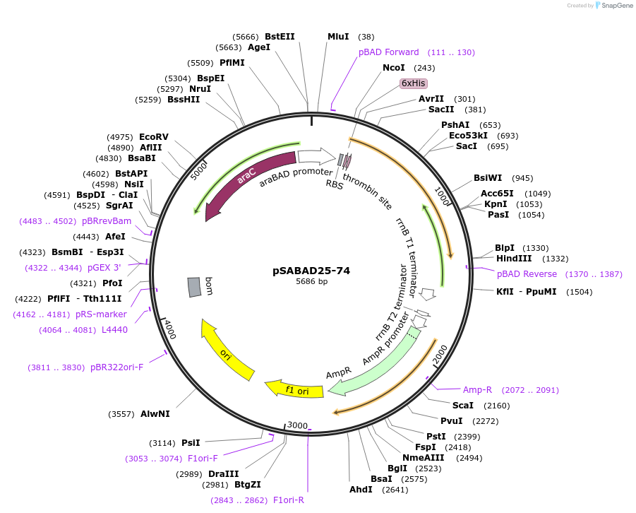 46375-plasmid-map-sequence-id-65387