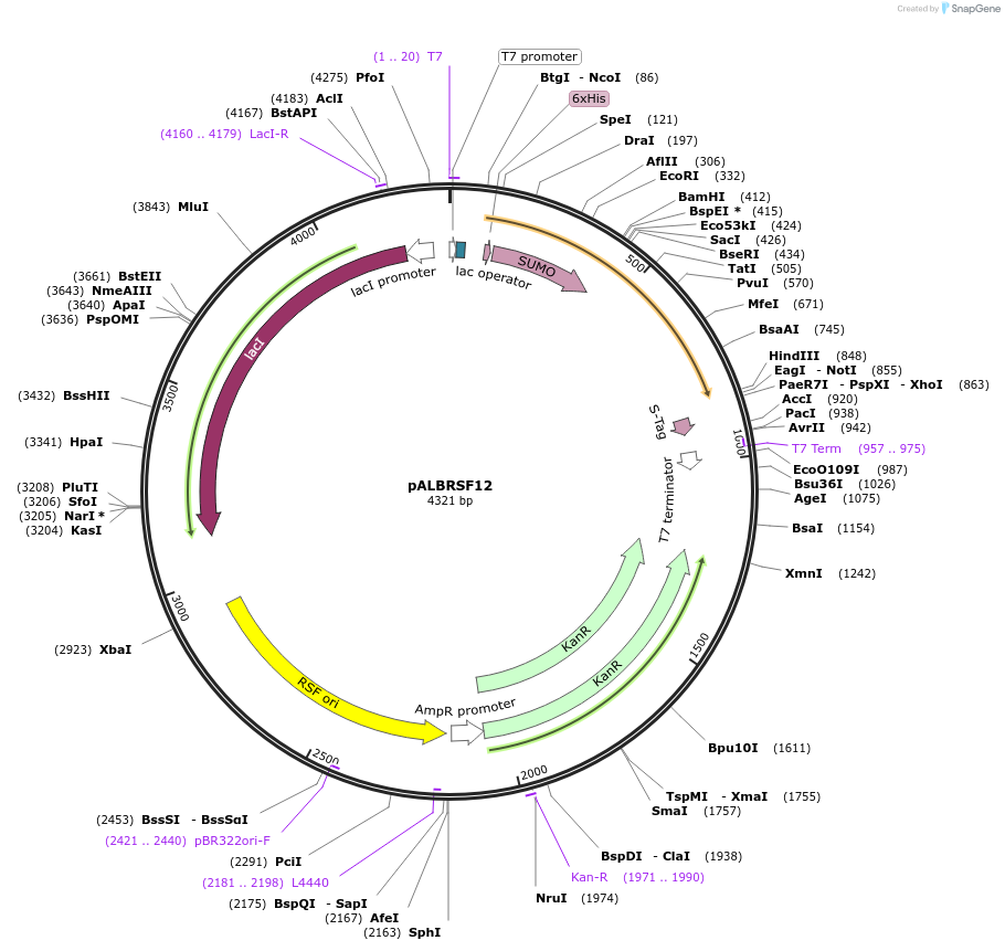 46376-plasmid-map-sequence-id-65388
