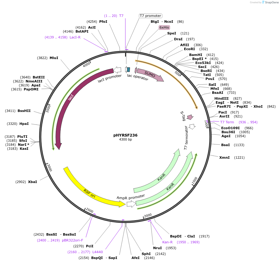46377-plasmid-map-sequence-id-65389