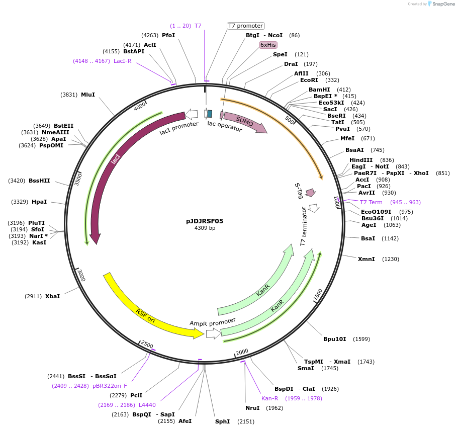 46379-plasmid-map-sequence-id-65391
