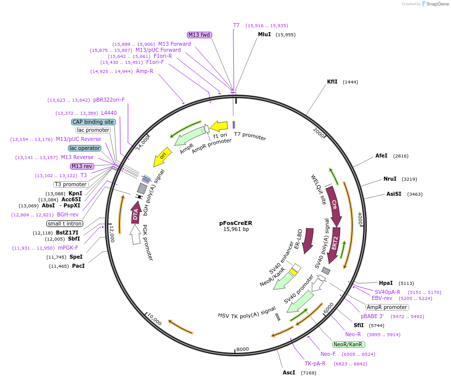 46388-plasmid-map-sequence-id-65432