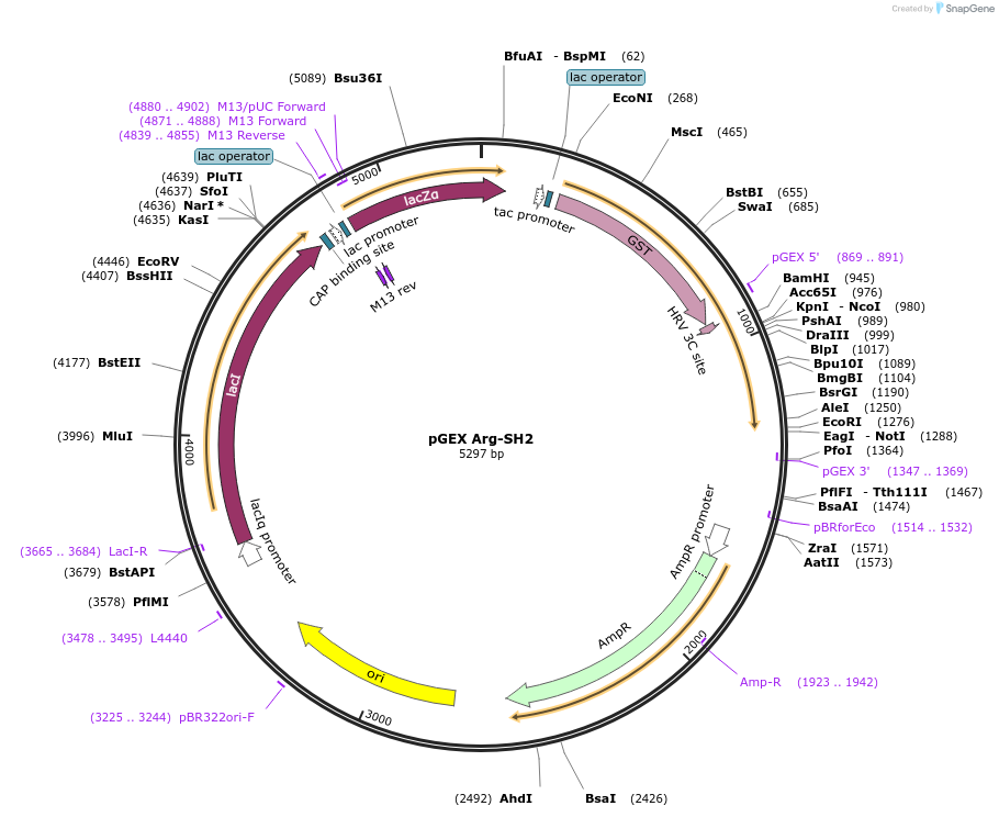 46405-plasmid-map-sequence-id-65531