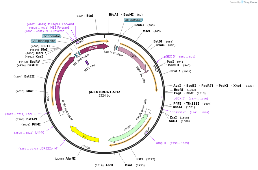 46410-plasmid-map-sequence-id-65541