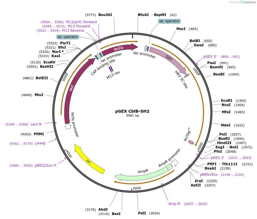 46413-plasmid-map-sequence-id-65547
