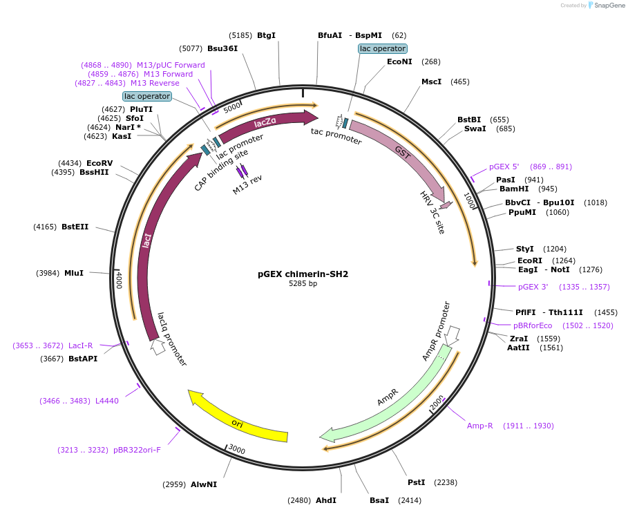 46415-plasmid-map-sequence-id-65551