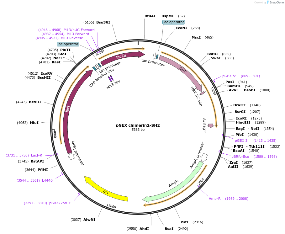 46416-plasmid-map-sequence-id-65553