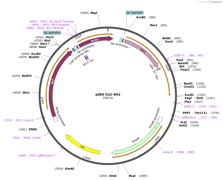 46417-plasmid-map-sequence-id-65555