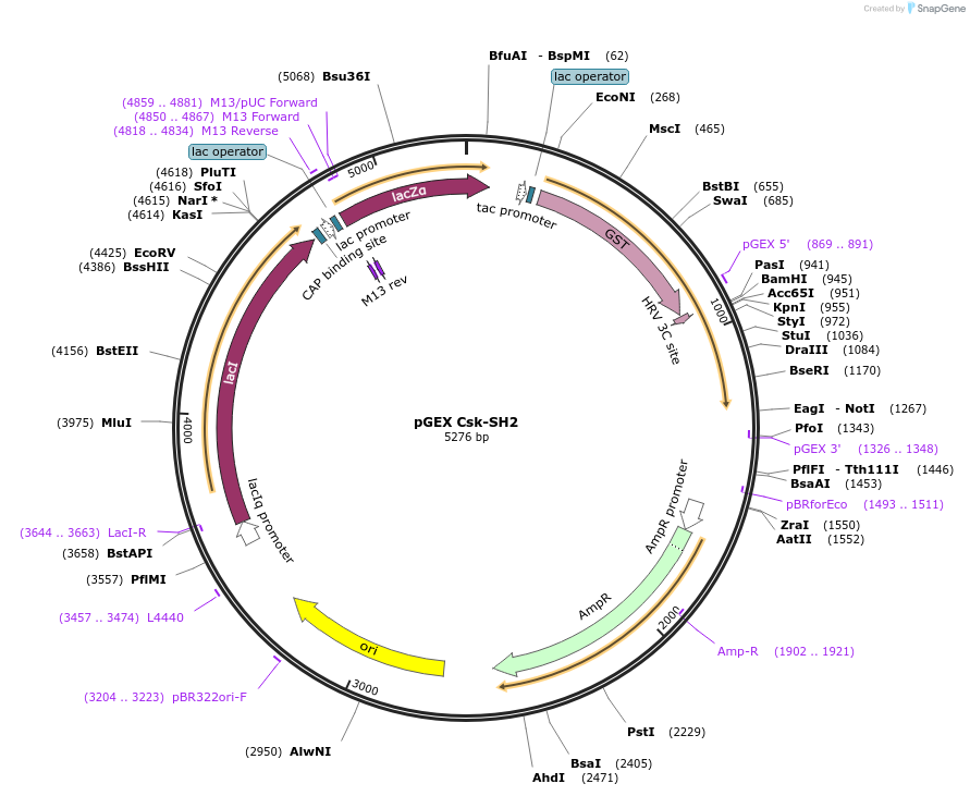 46420-plasmid-map-sequence-id-65561