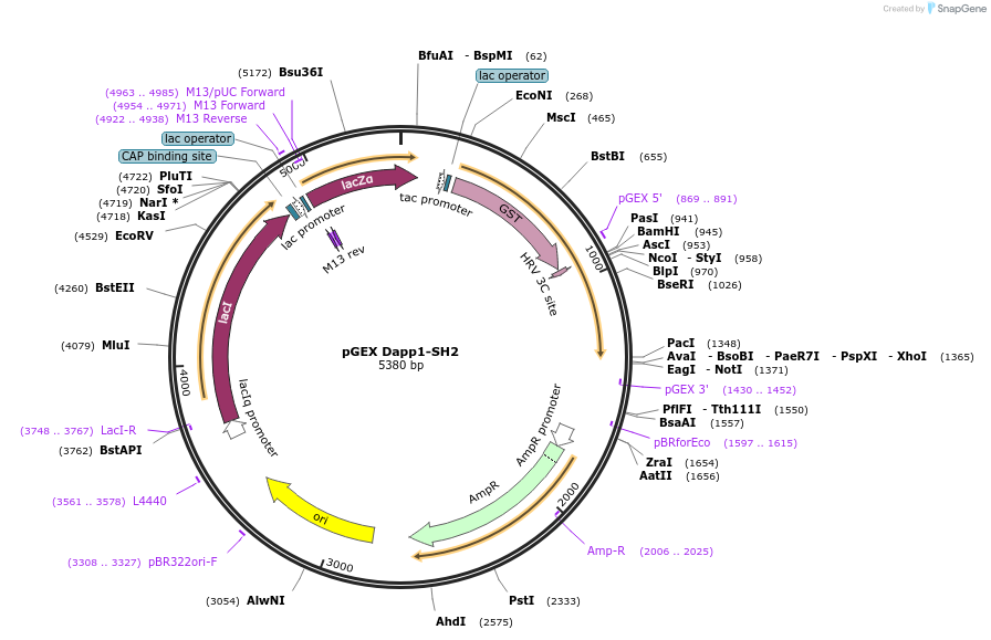 46422-plasmid-map-sequence-id-65565