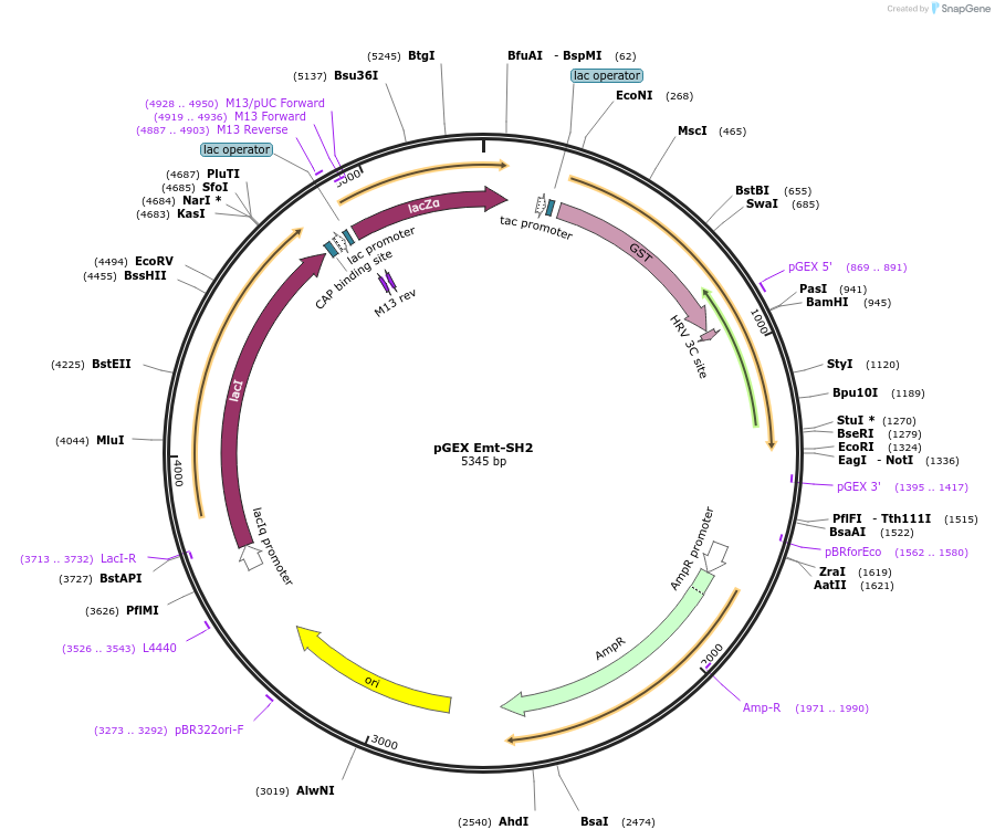 46424-plasmid-map-sequence-id-65569