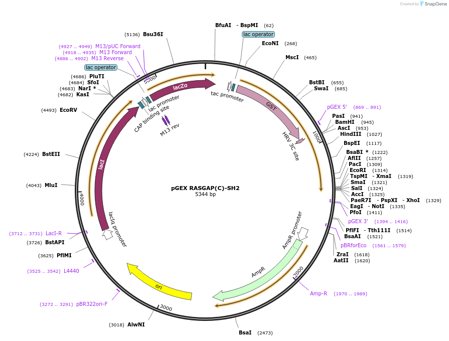46431-plasmid-map-sequence-id-65583