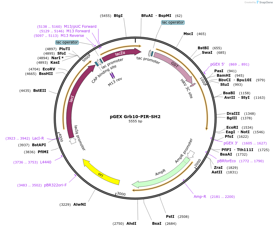 46436-plasmid-map-sequence-id-65593