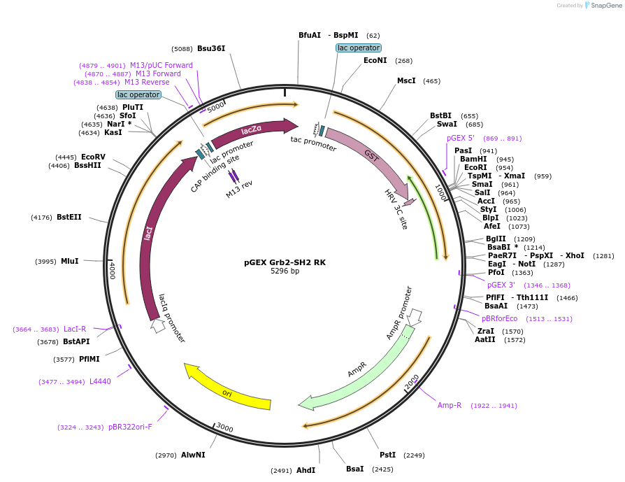46441-plasmid-map-sequence-id-65603