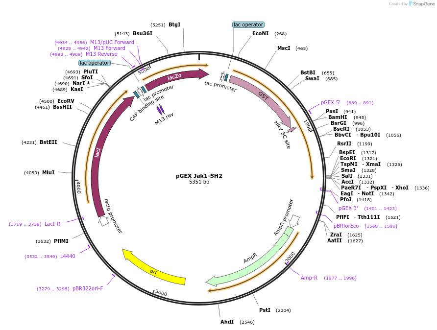 46447-plasmid-map-sequence-id-65615