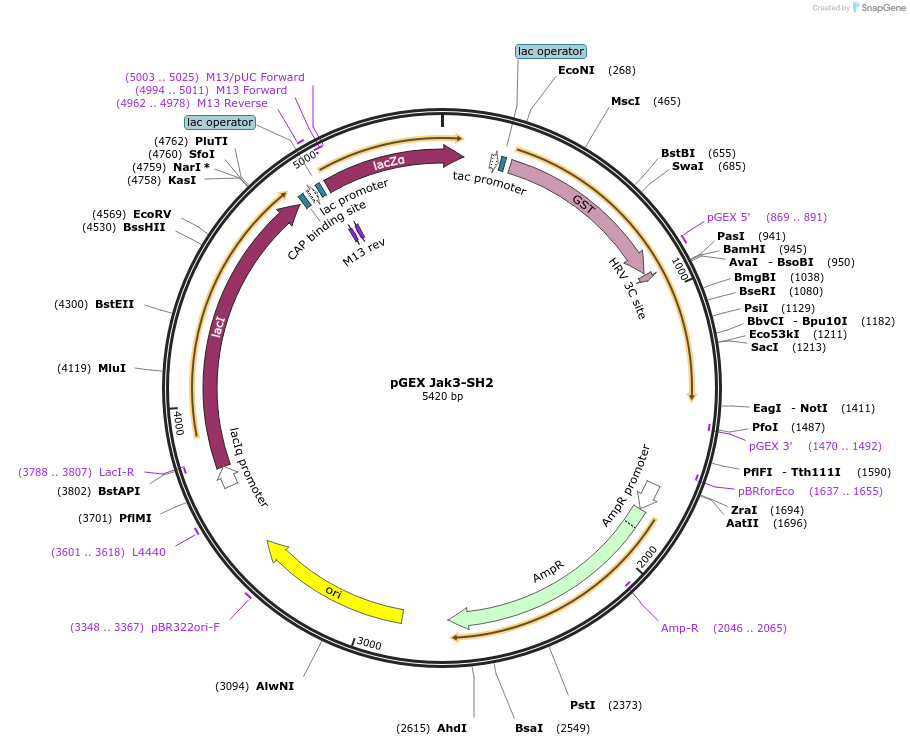 46449-plasmid-map-sequence-id-65619