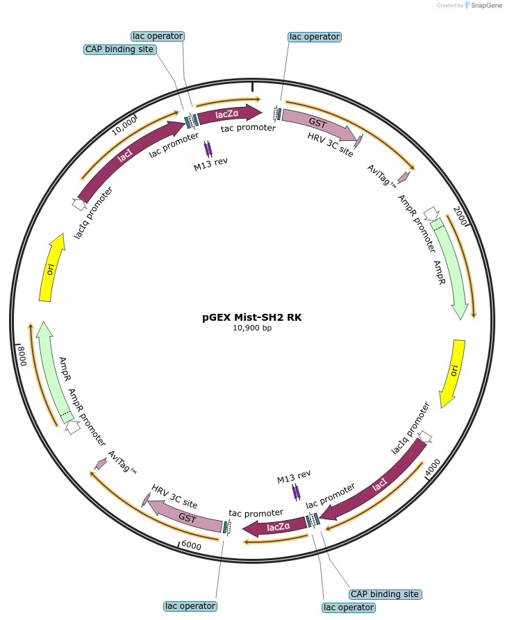 46455-plasmid-map-sequence-id-65631