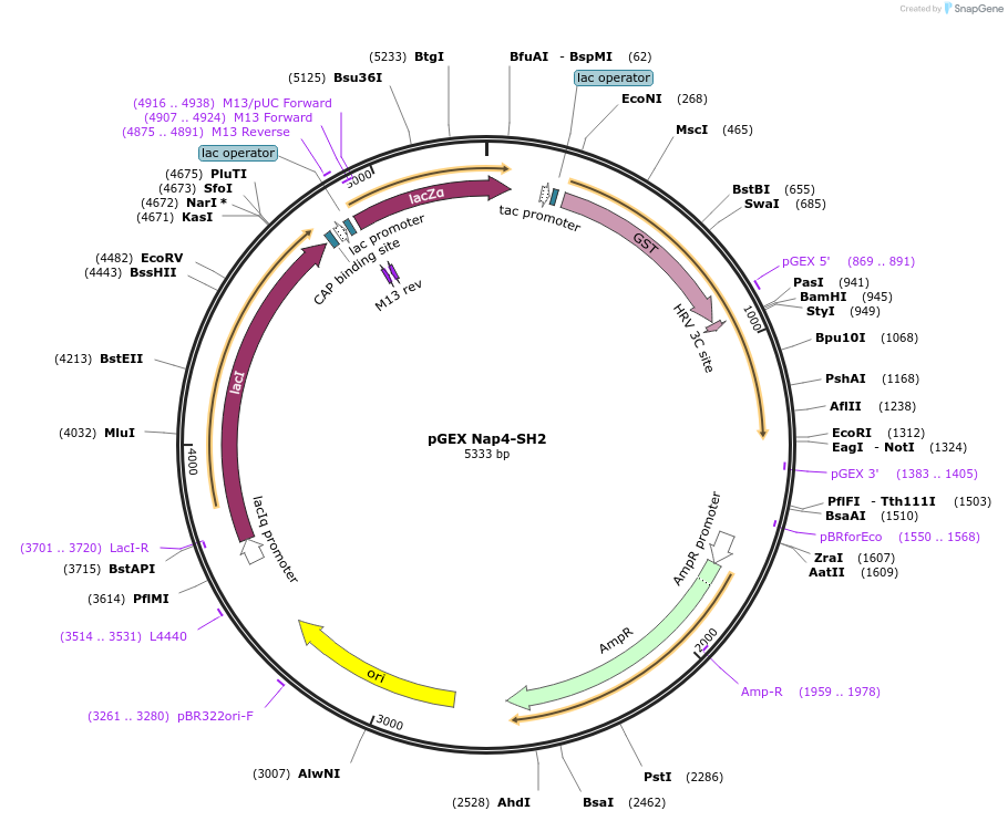 46456-plasmid-map-sequence-id-65633