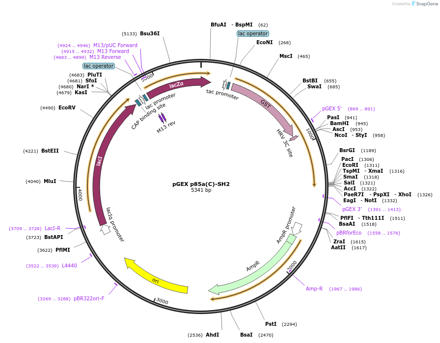 46463-plasmid-map-sequence-id-65647