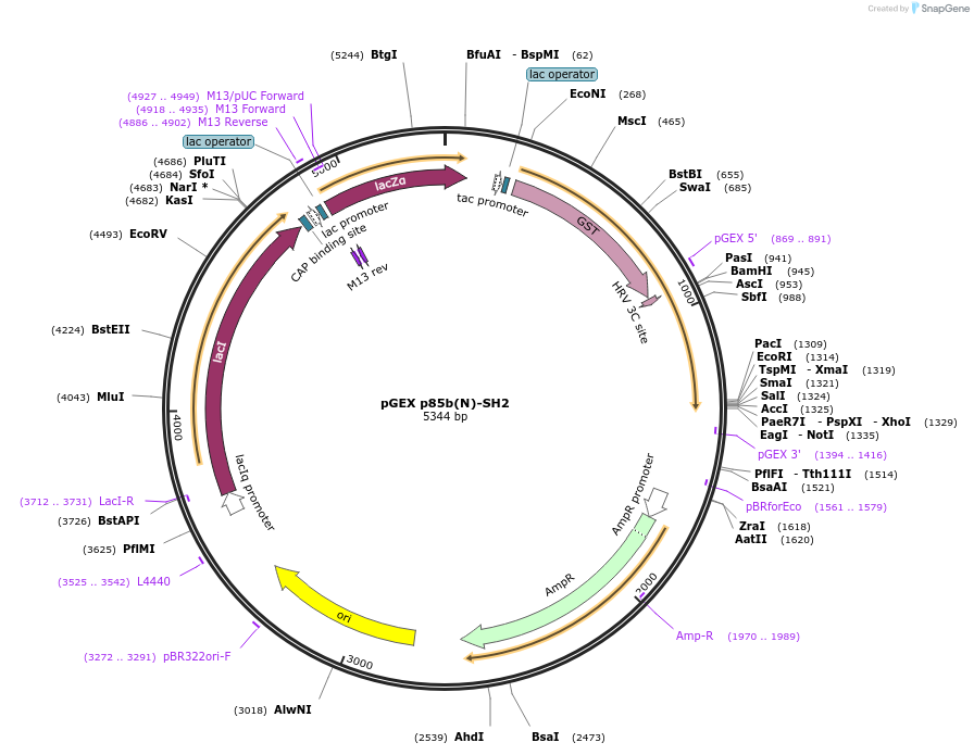 46467-plasmid-map-sequence-id-65655
