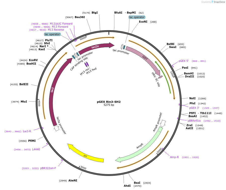 46476-plasmid-map-sequence-id-65673