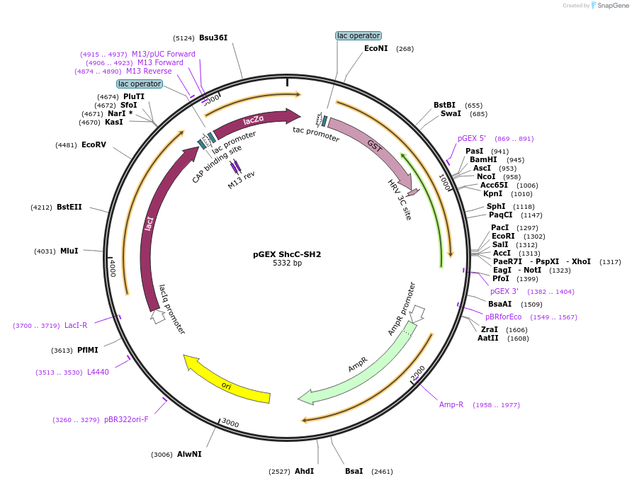 46487-plasmid-map-sequence-id-65694