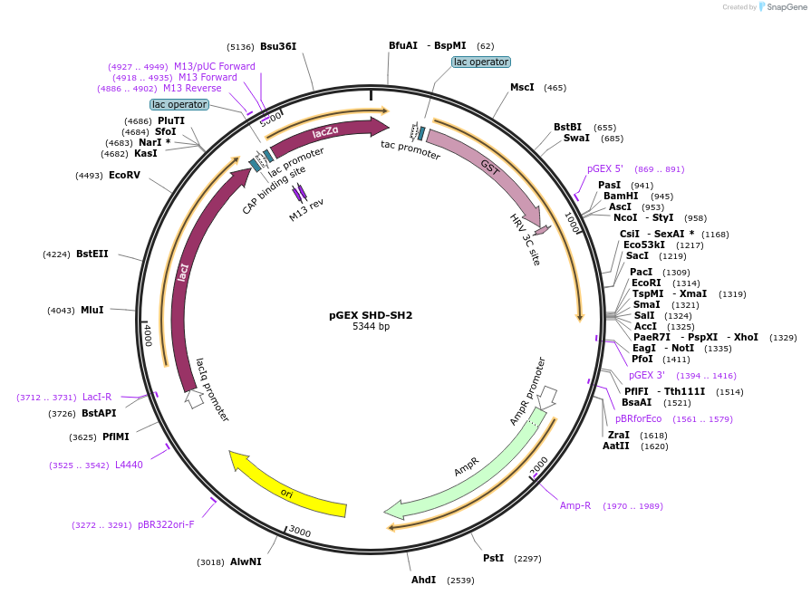 46489-plasmid-map-sequence-id-65698