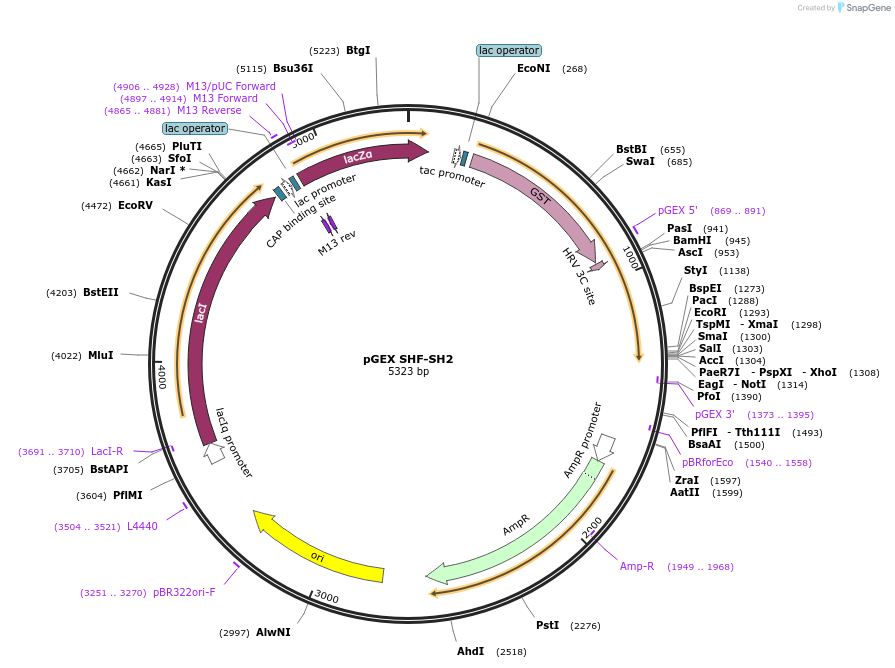 46491-plasmid-map-sequence-id-65702