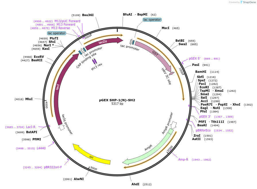 46495-plasmid-map-sequence-id-65710