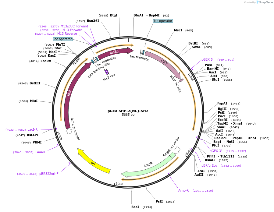 46499-plasmid-map-sequence-id-65718