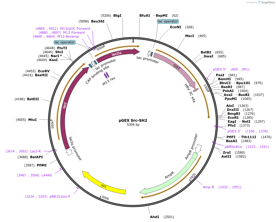 46510-plasmid-map-sequence-id-65740