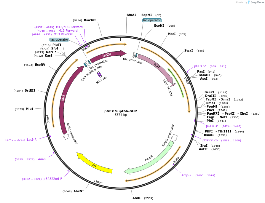 46518-plasmid-map-sequence-id-65756