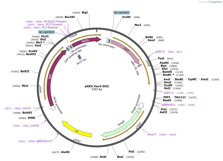 46529-plasmid-map-sequence-id-65778