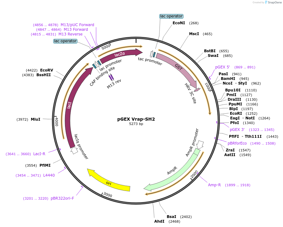 46531-plasmid-map-sequence-id-65782