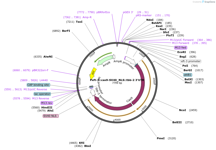 46168-plasmid-map-sequence-id-65793