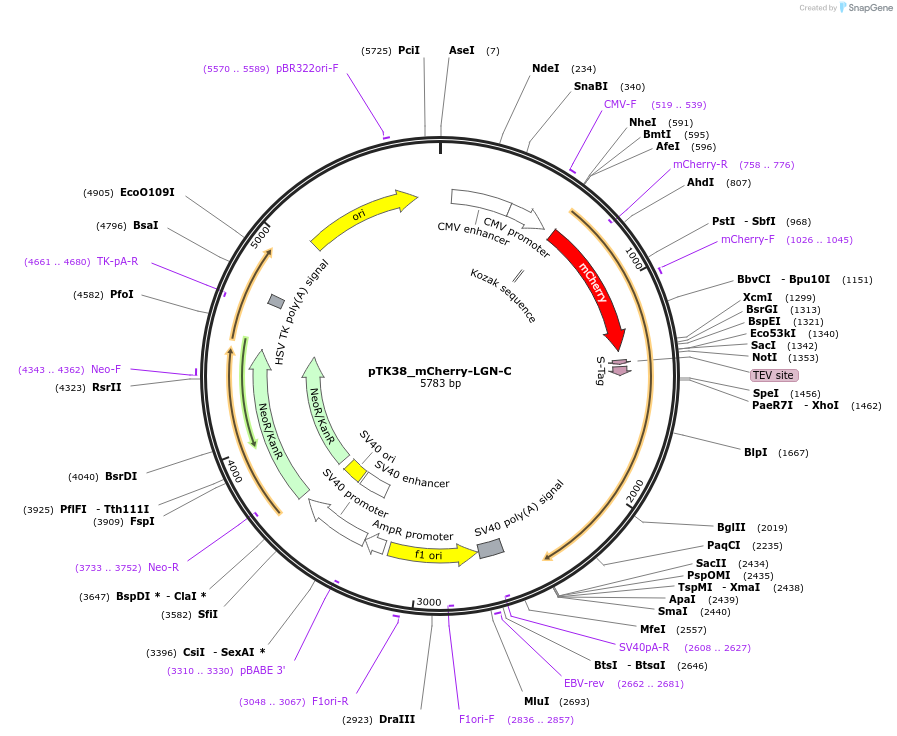 46346-plasmid-map-sequence-id-65815
