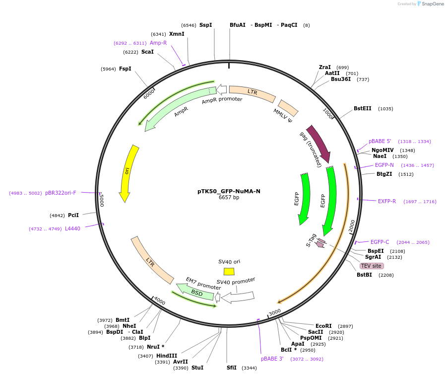 46348-plasmid-map-sequence-id-65825
