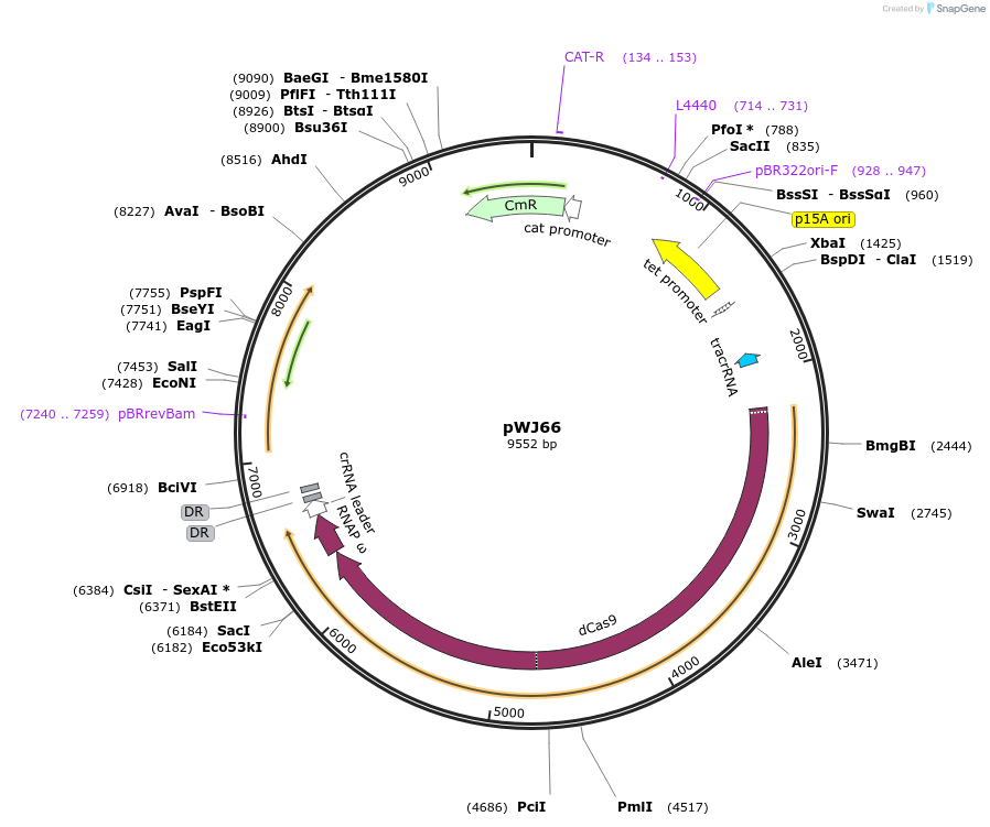 46570-plasmid-map-sequence-id-65846