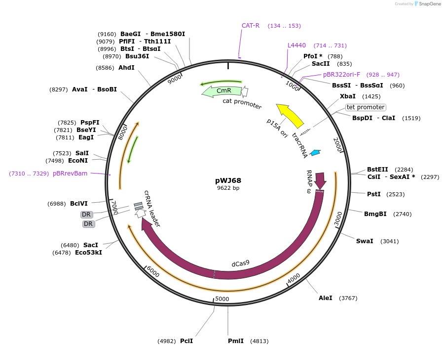 46571-plasmid-map-sequence-id-65847