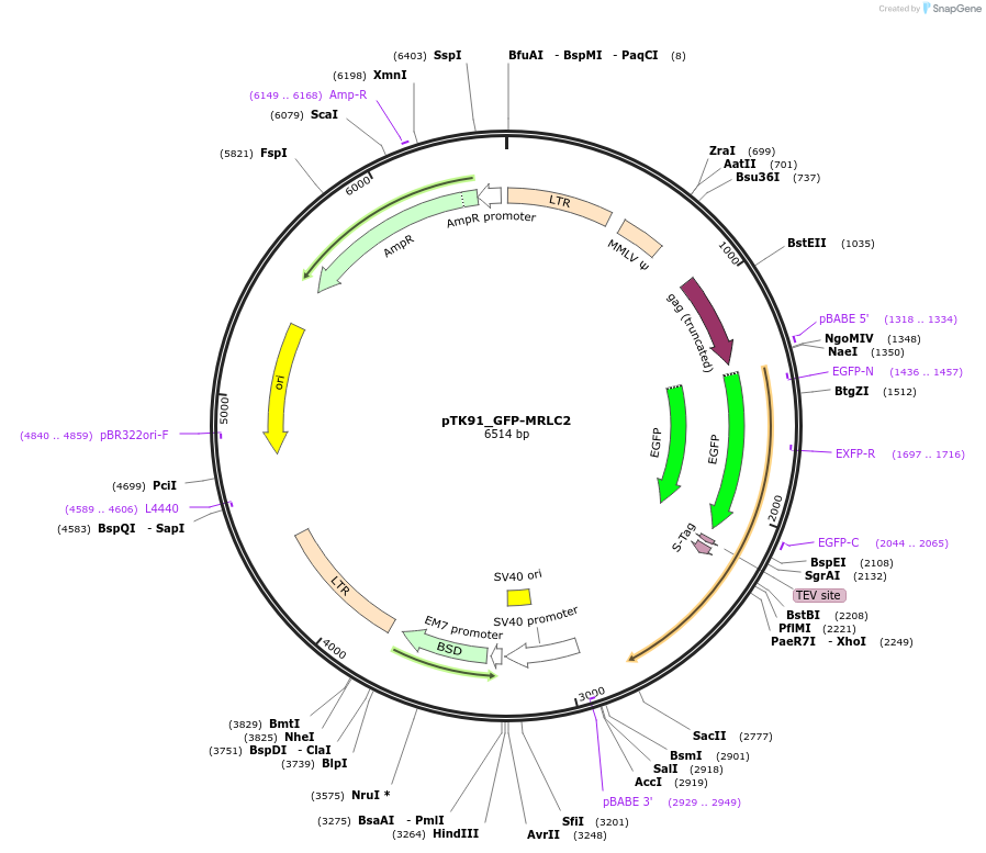46355-plasmid-map-sequence-id-65987
