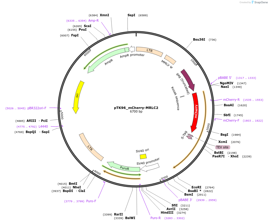 46358-plasmid-map-sequence-id-65990